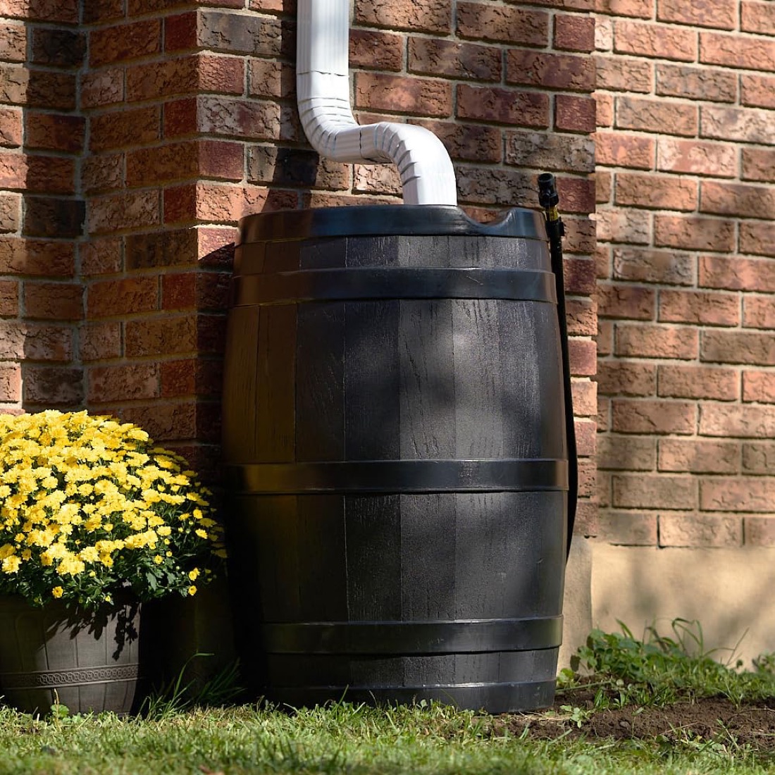 Rain barrel collecting water from a downspout